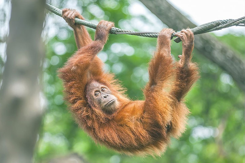 Rain Forest Desktop Presets 4594872 4