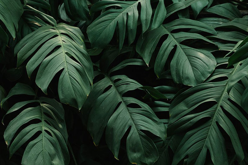 Rain Forest Desktop Presets 4594872 6