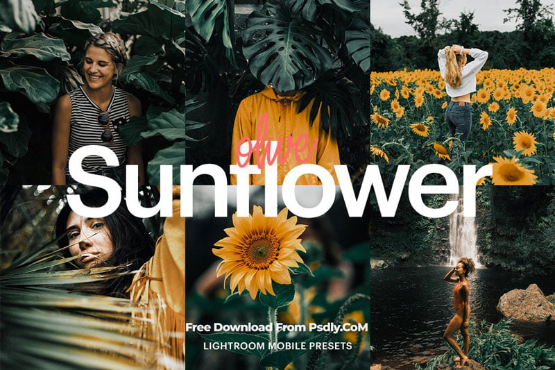Lightroom Preset Olive Sunflower 4974535