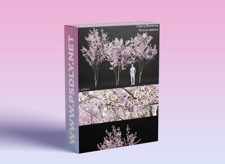 Prunus cerasus Cherry flowering 3