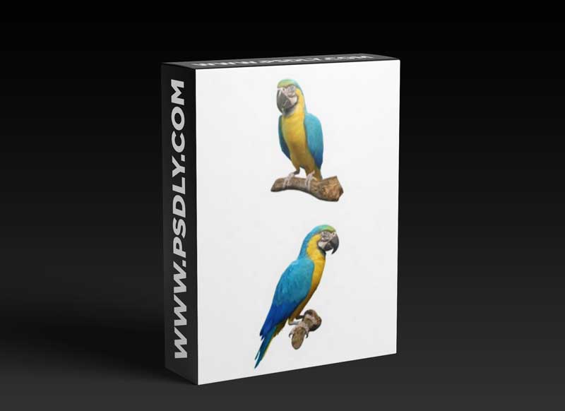 Blue and Gold Macaw Parrot