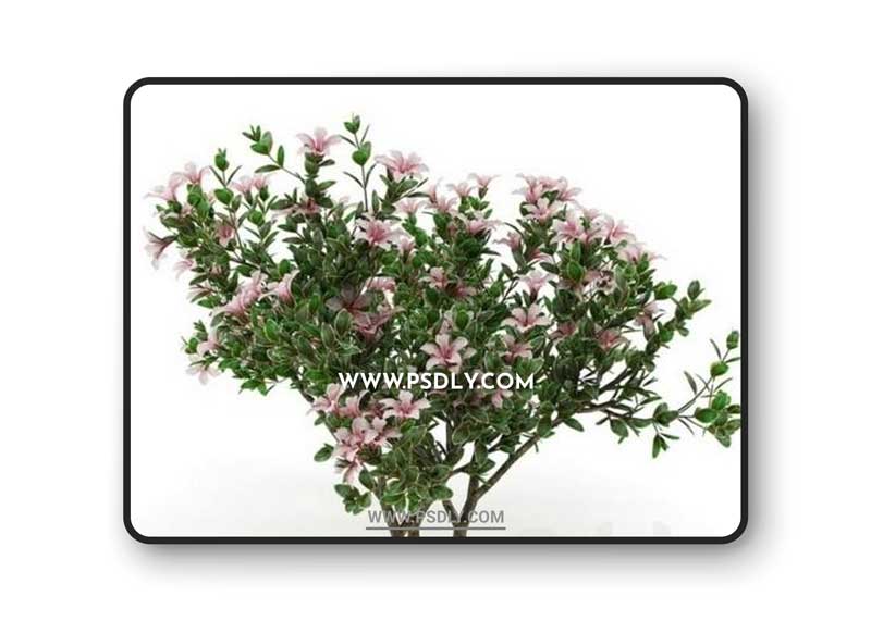 Serissa foetida flora