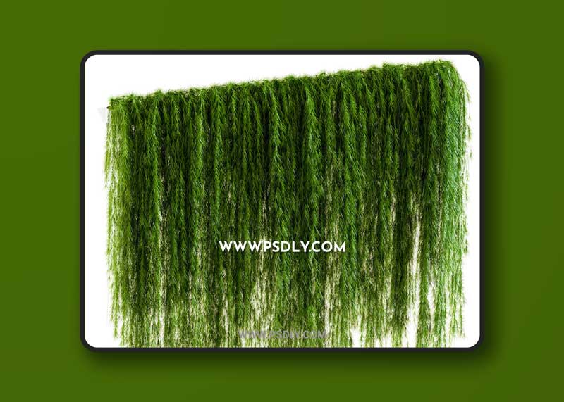 A wall of drooping plant branches