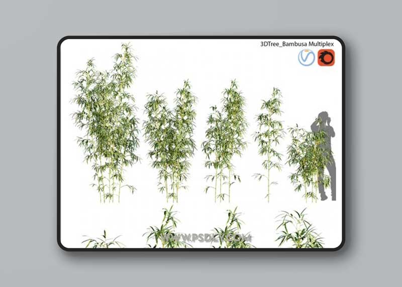 Bambusa Multiplex - Hedge Bamboo 01