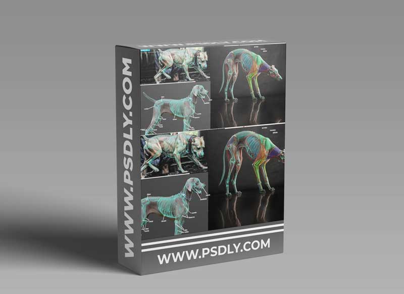 CGMA - Sculpting Anatomy from Animal to Creature