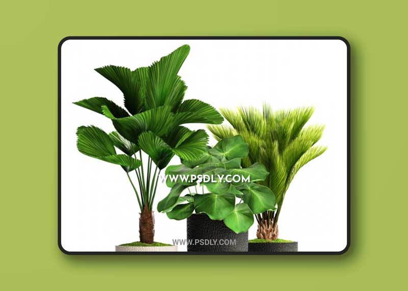 Collection of plants 116 3D Model