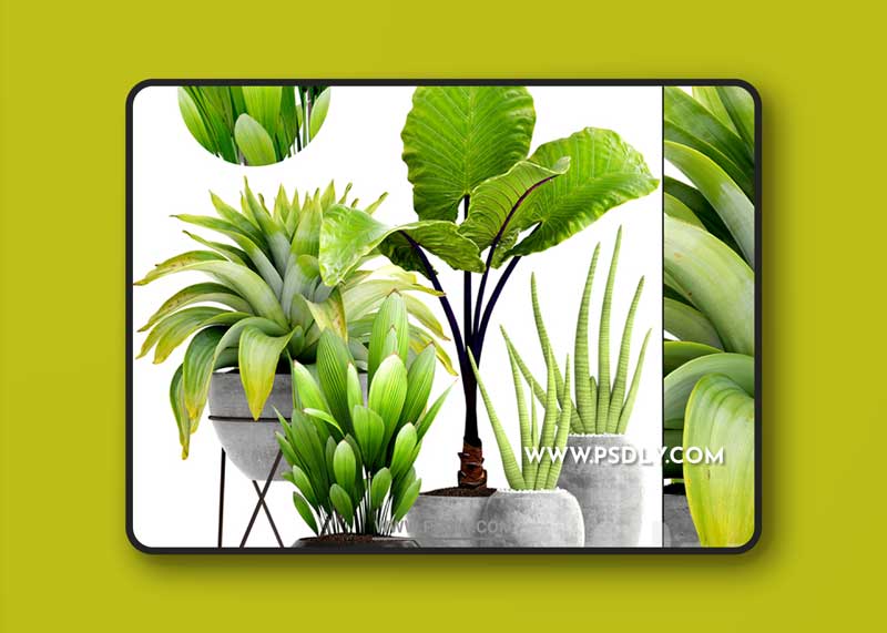 Collection of plants 145.Tropical plant