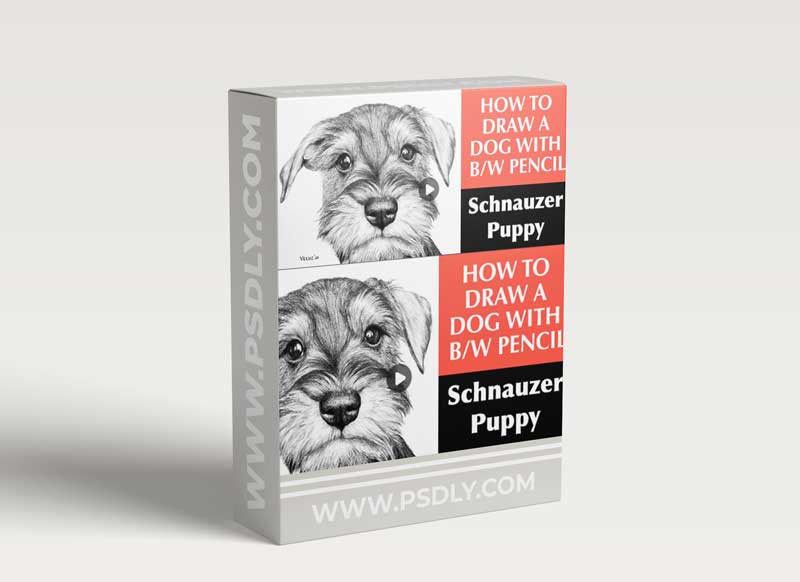 How to Draw a Dog with B/W Pencil: Schnauzer Puppy