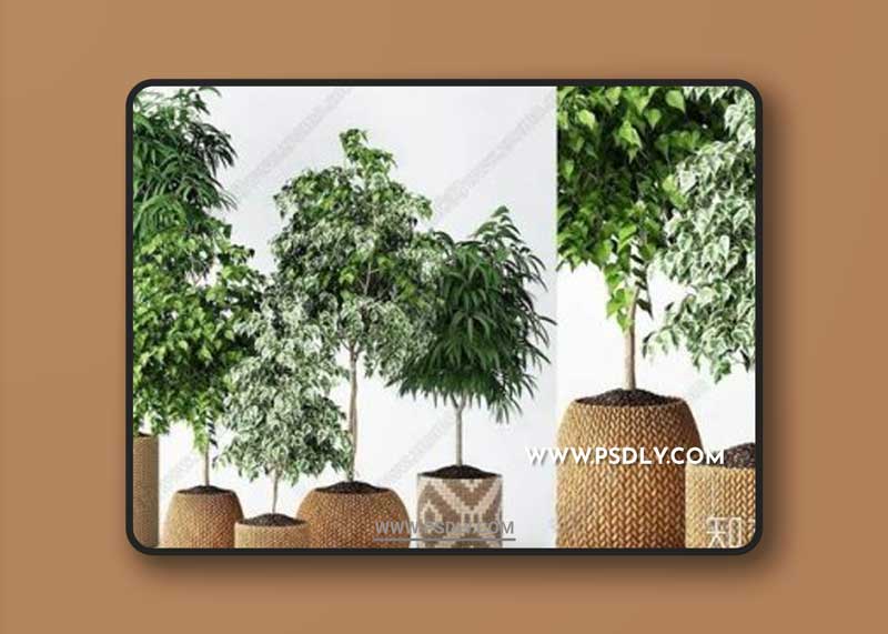 Plants collection 109 3D Model