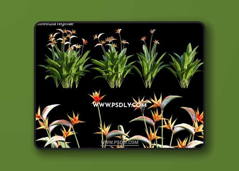 Strelitzia reginae 01 3D Model