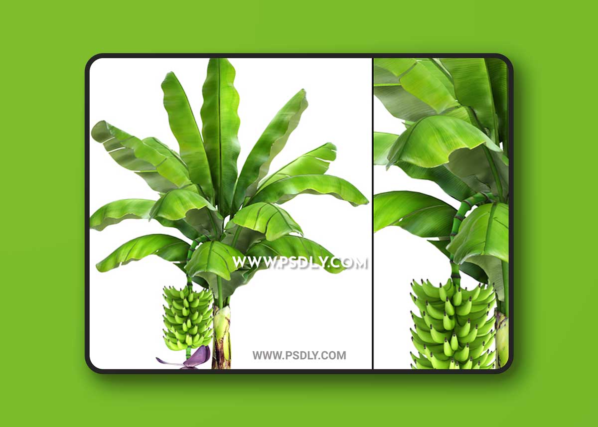 Japanese banana 1 3D Model