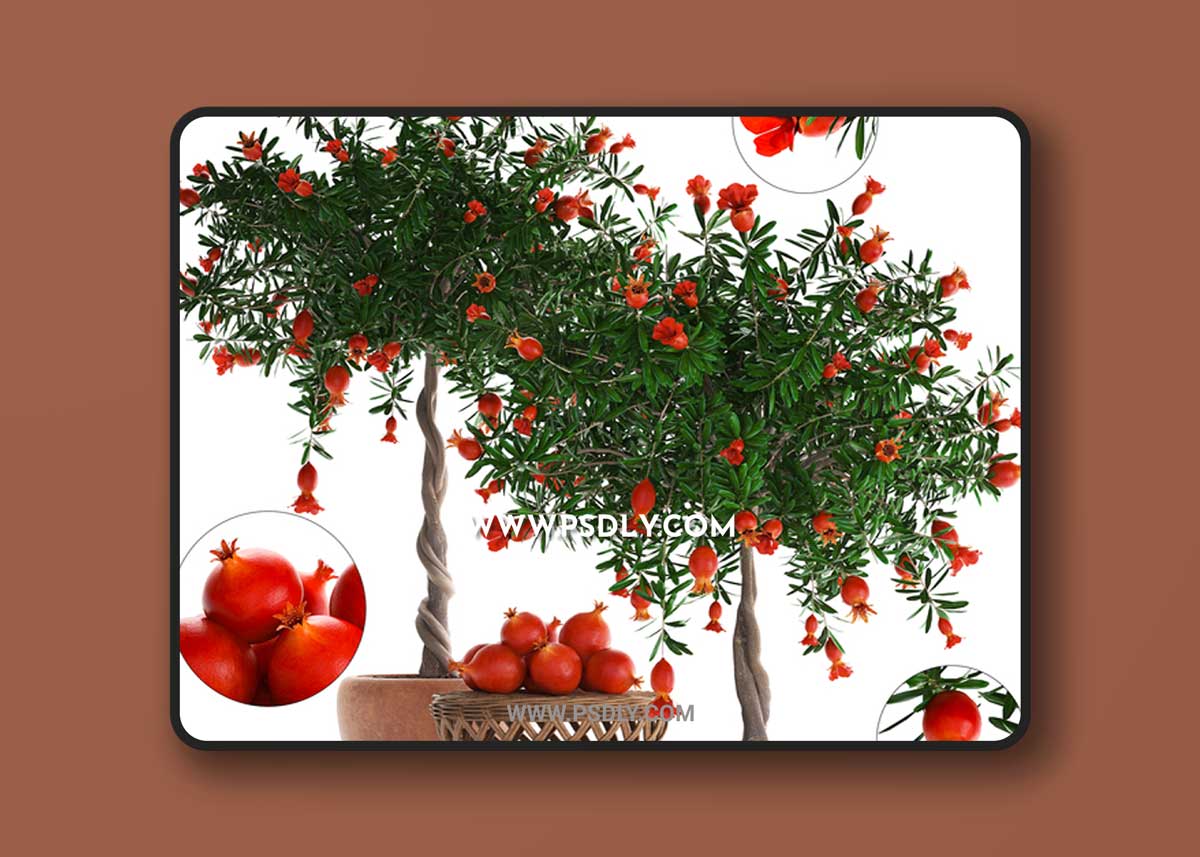 Plant Collection 264. Pomegranate