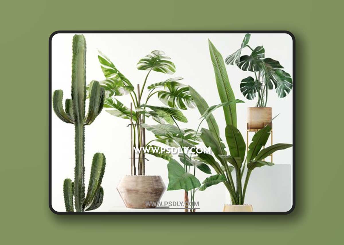 Plants collection 04 3D ModelsPlants collection 04 3D Models