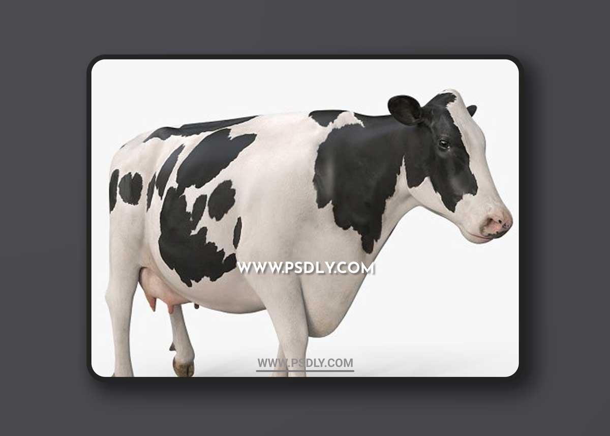 Turbosquid - Cow PRO ( Holstein ) 3D model