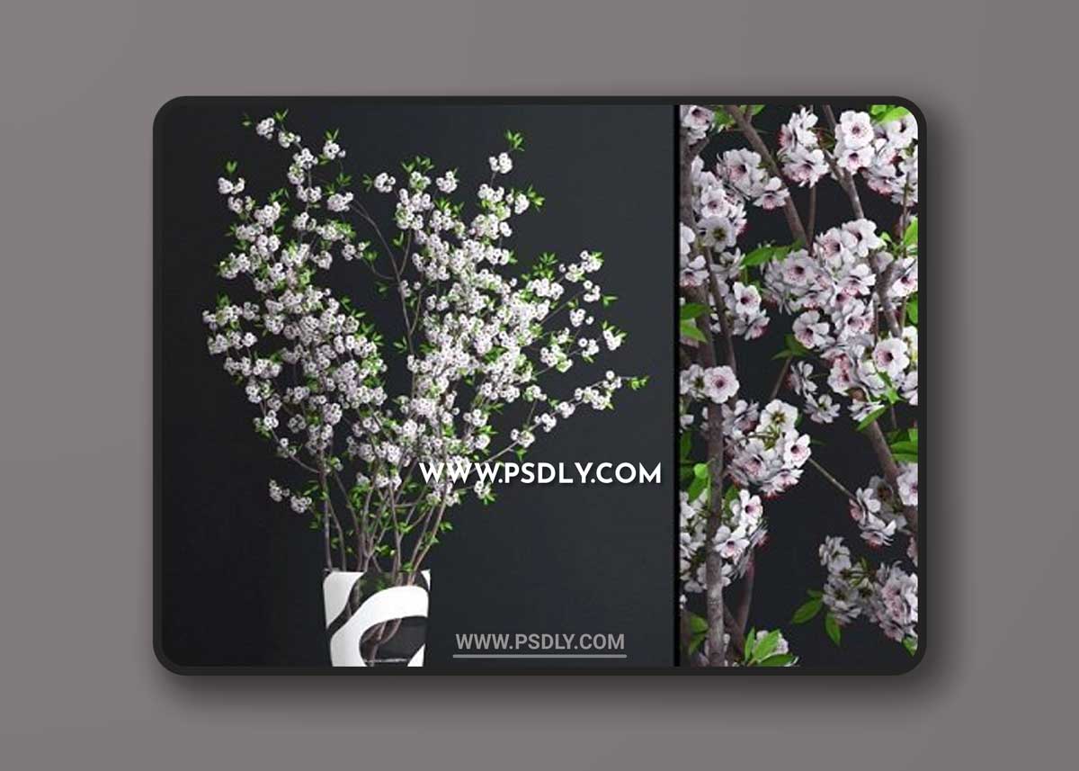 Cherry White Blossom 3D Models