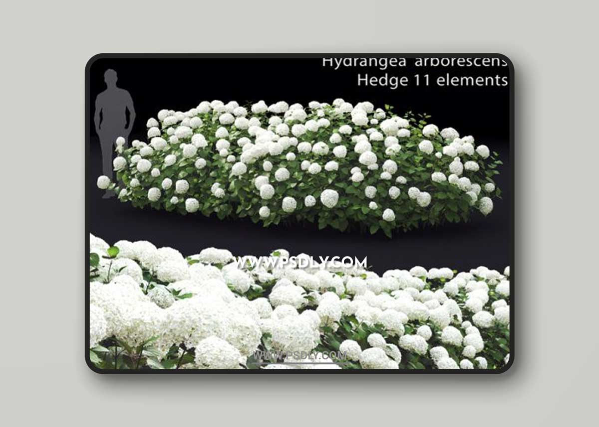 Hydrangea arborescens hedge 3D Models