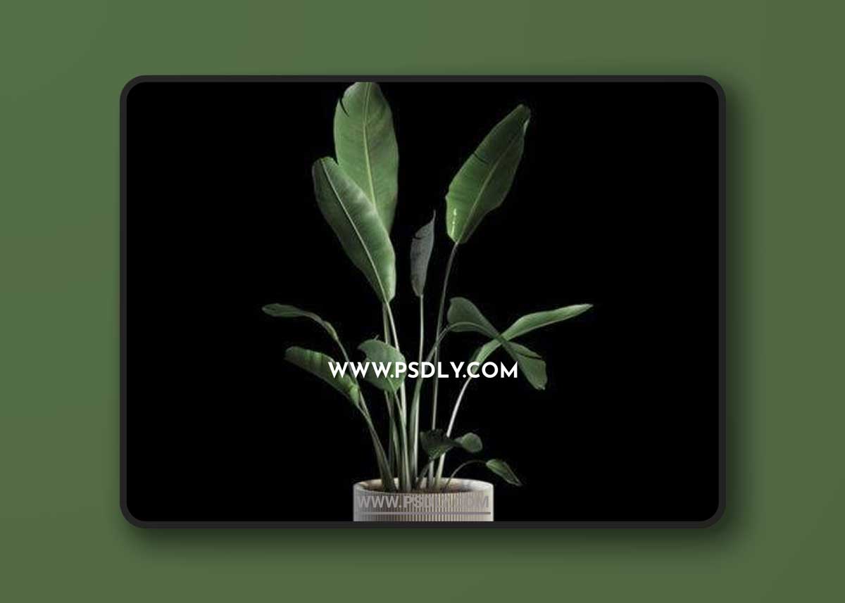 Indoor Plants Set 04 3D Models