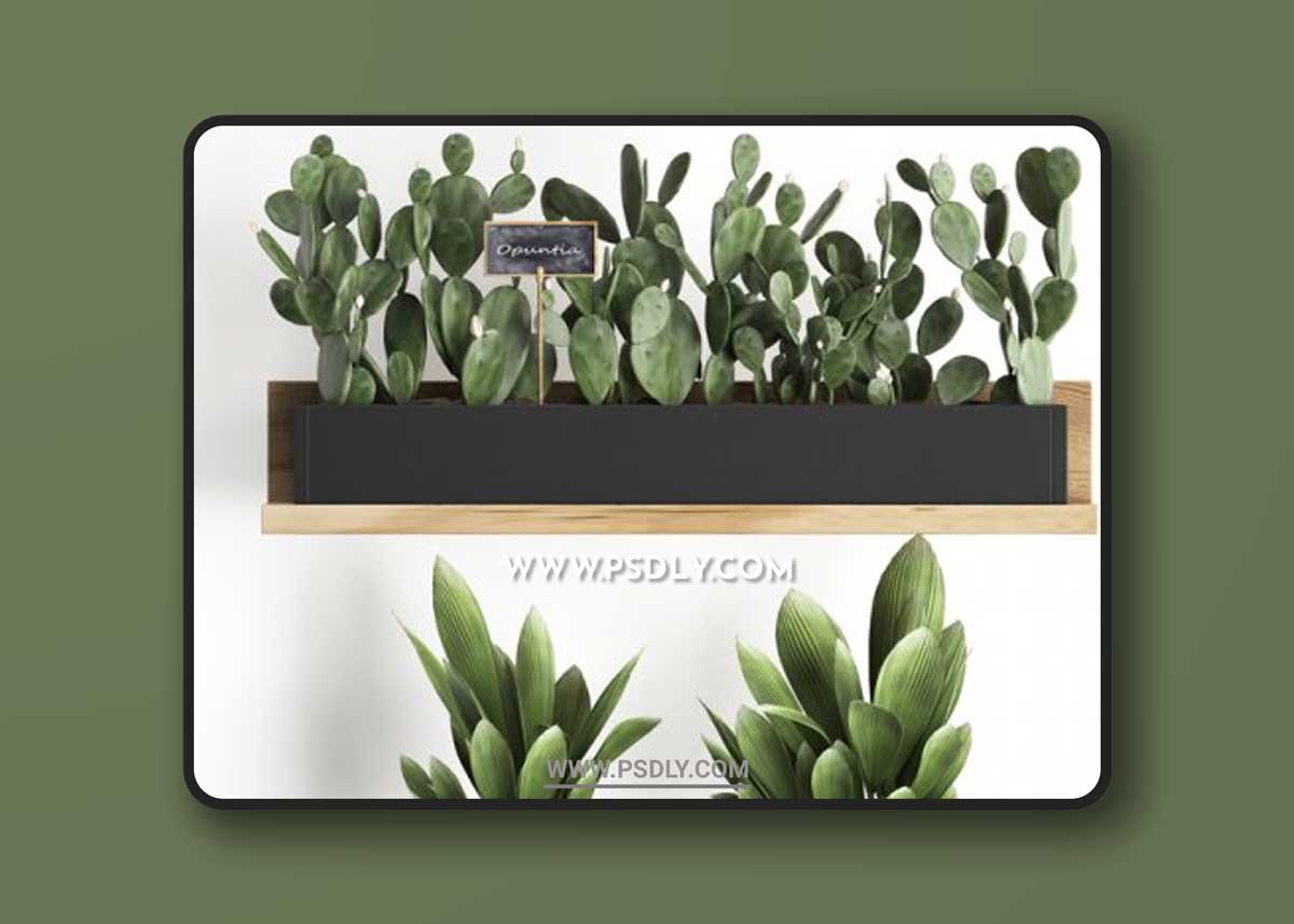 Plant Collection 398 3D Models