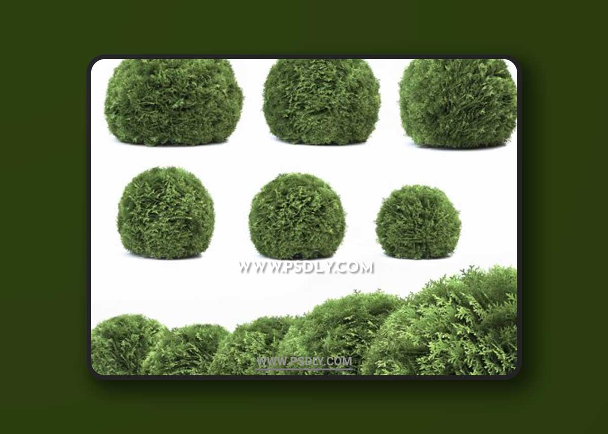 Thuja Danica 3D Models