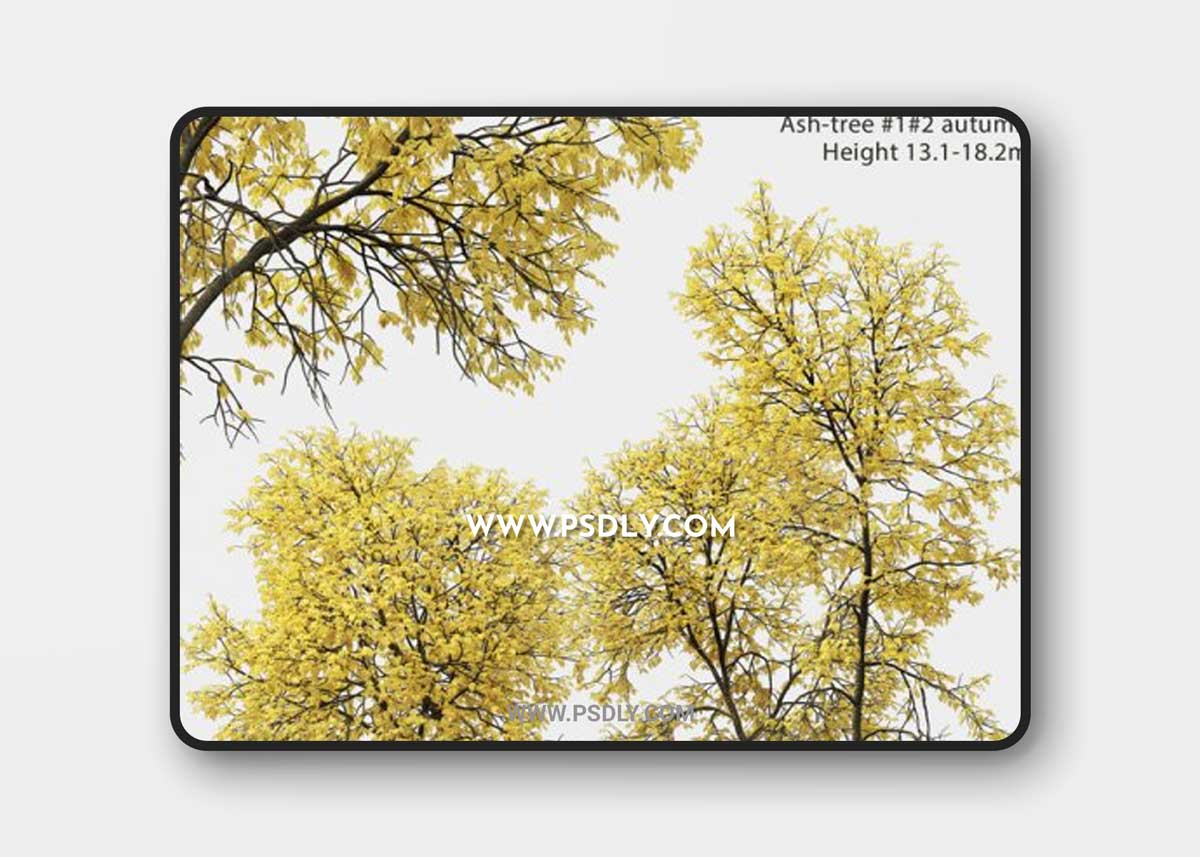 Autumn Ash Ash-tree autumn # 1_2 (13.1-18.2m) 3D Models