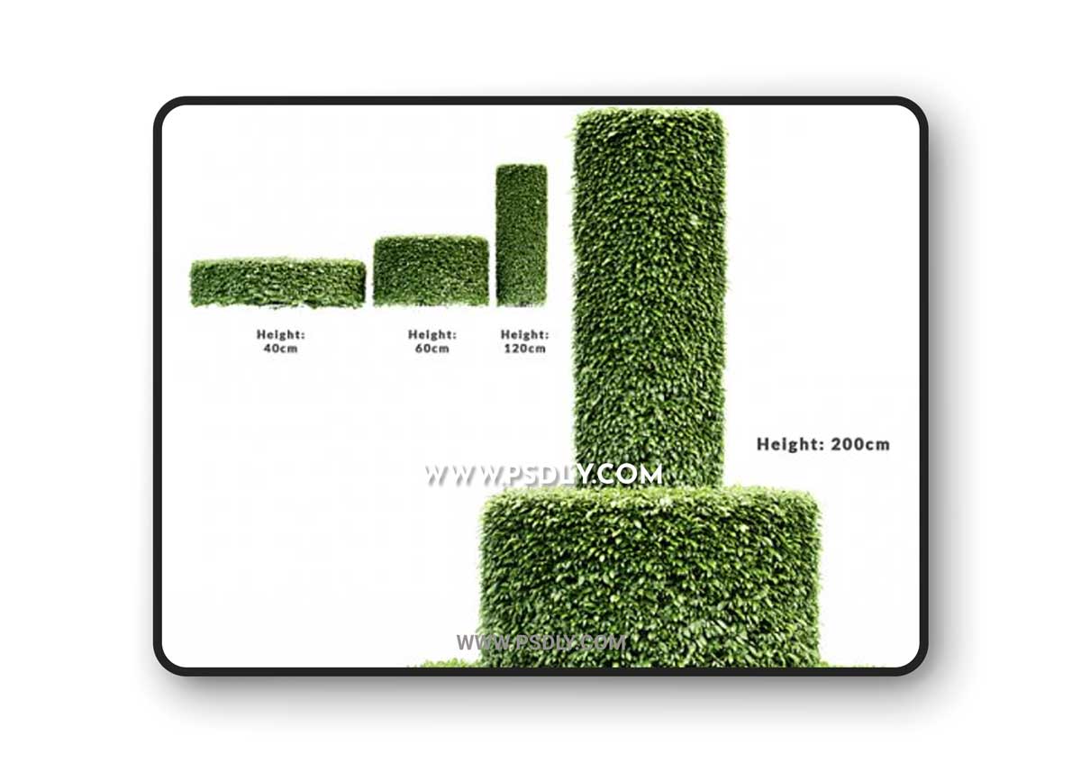 Dwarf Yaupon Holly - Cylinder plant 3D Models