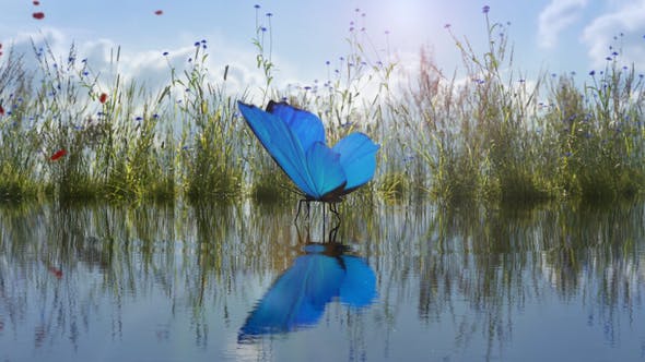 Videohive Landing Butterfly Logo Reveal 26501632