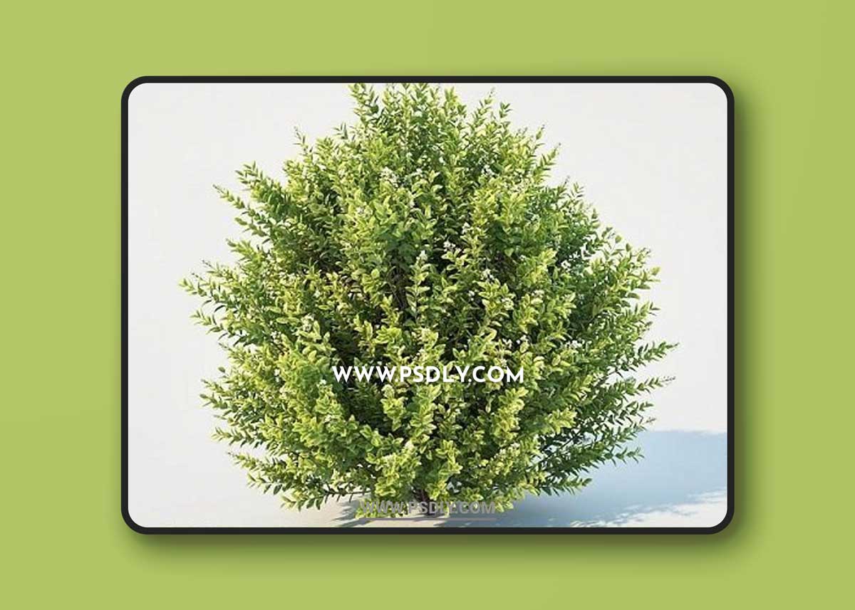 Ligustrum ovalifolium. Large 3D Model