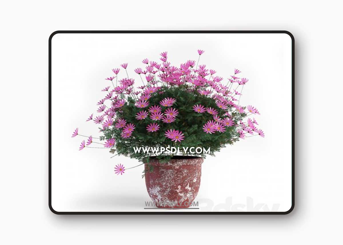 Daisies two 3D Model