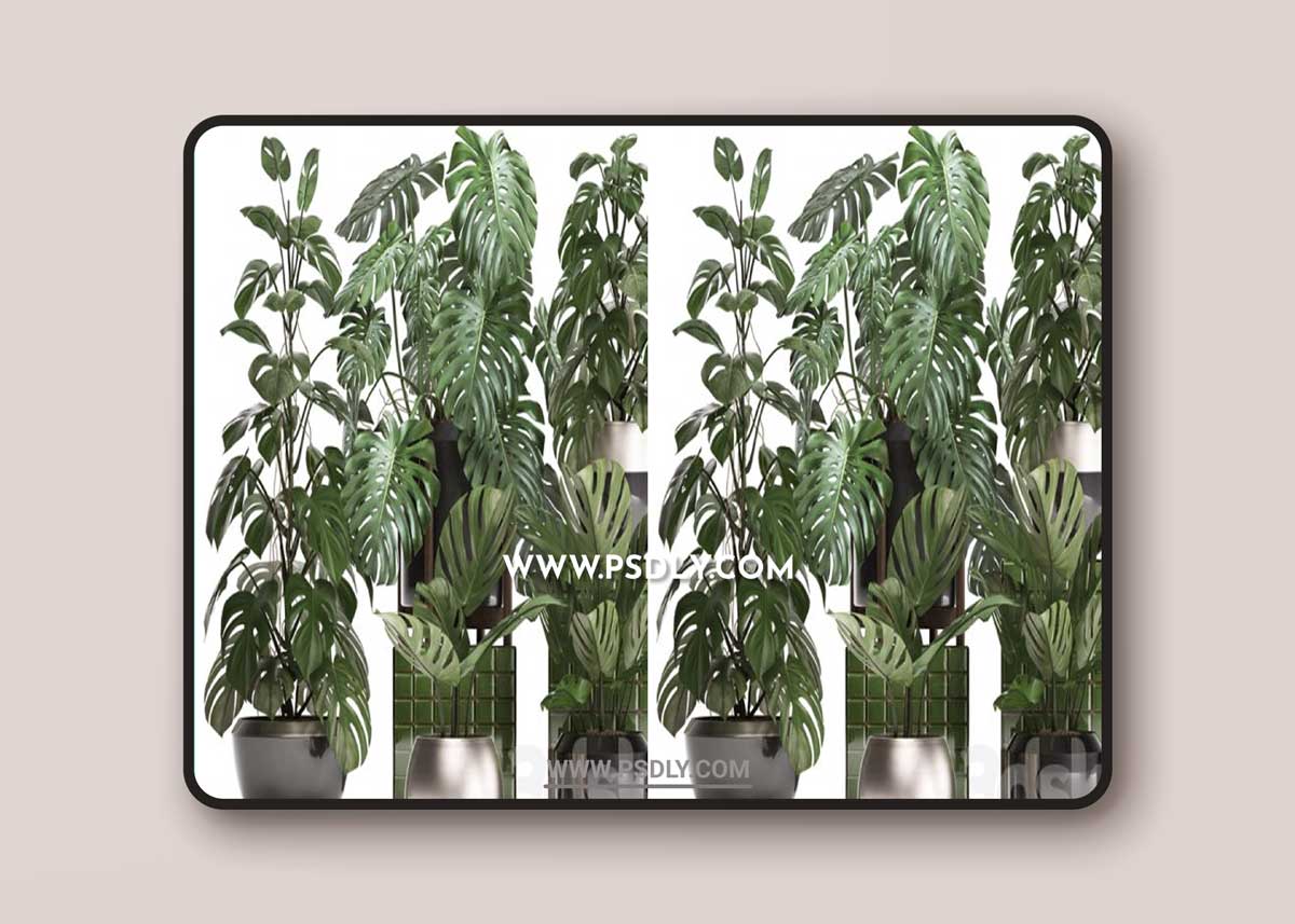 Plant collection 351. Monstera