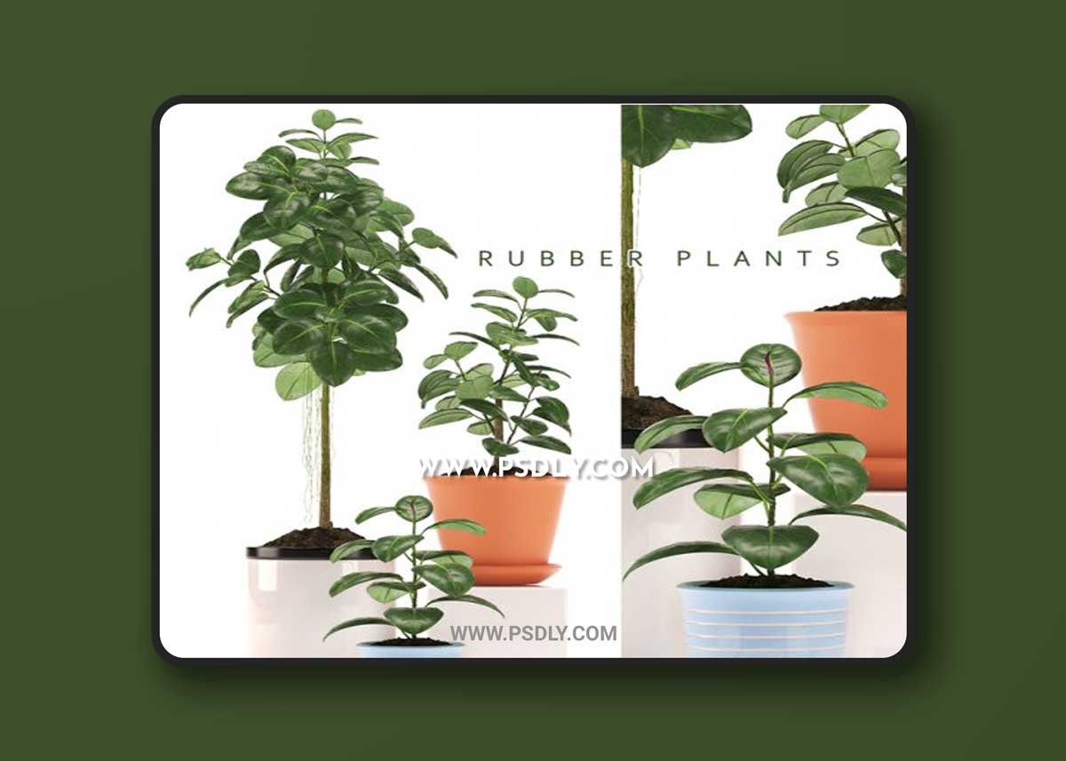 RUBBER PLANTS 47 3D Models