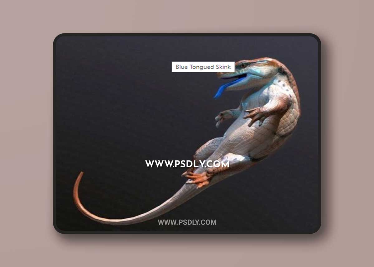 Blue Tongued Skink 3D Model