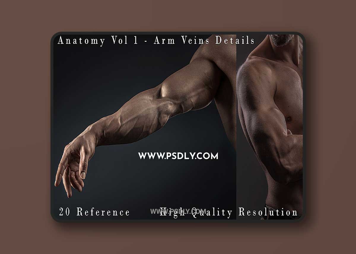 Cubebrush - Hector - Anatomy Vol 1 - Arm Veins Details