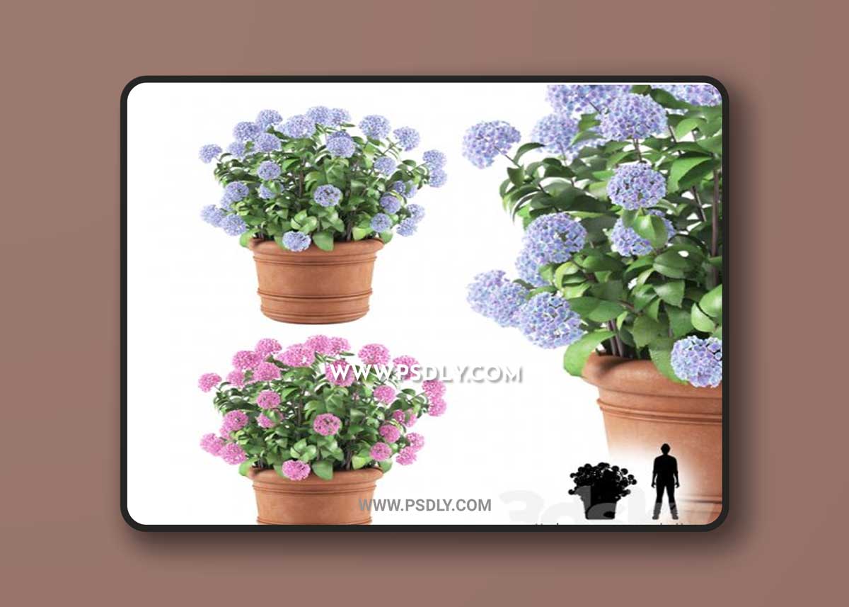 Hortense in a plant | Hydrangea macrophylla