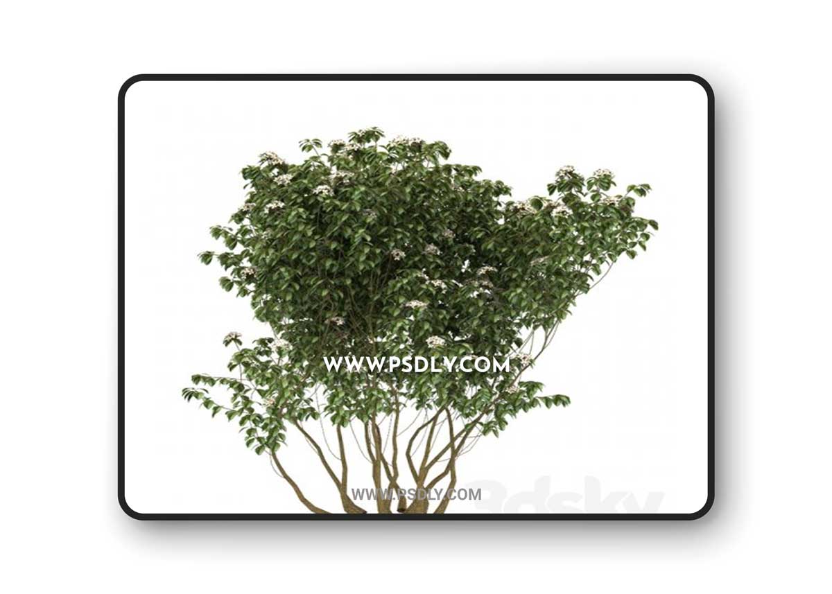 Kalina gordovina 3D Model