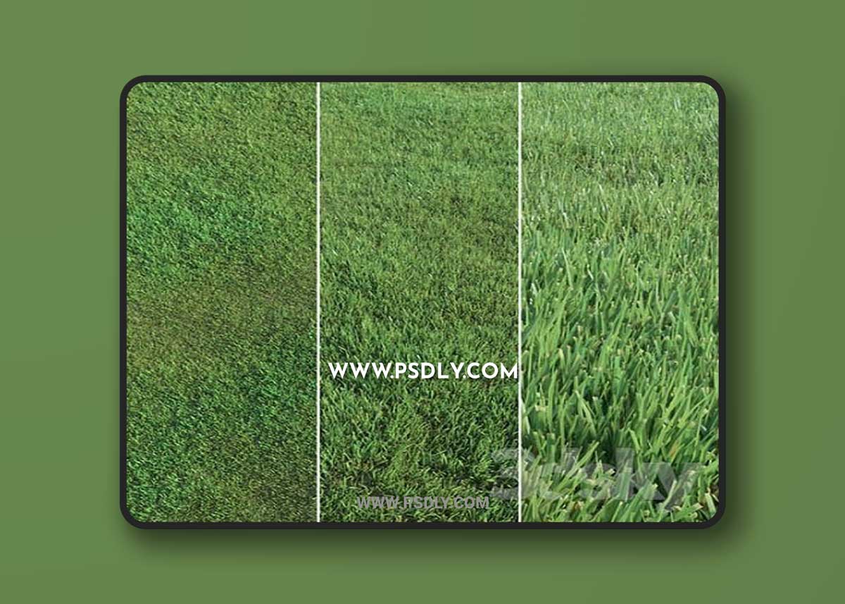 Lawn Grass 3D Model