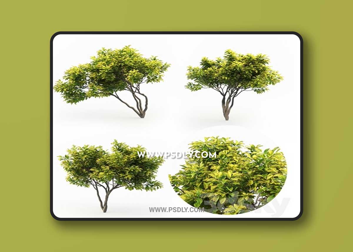 Magnolia (4m) 3 Tree Set 3D Model