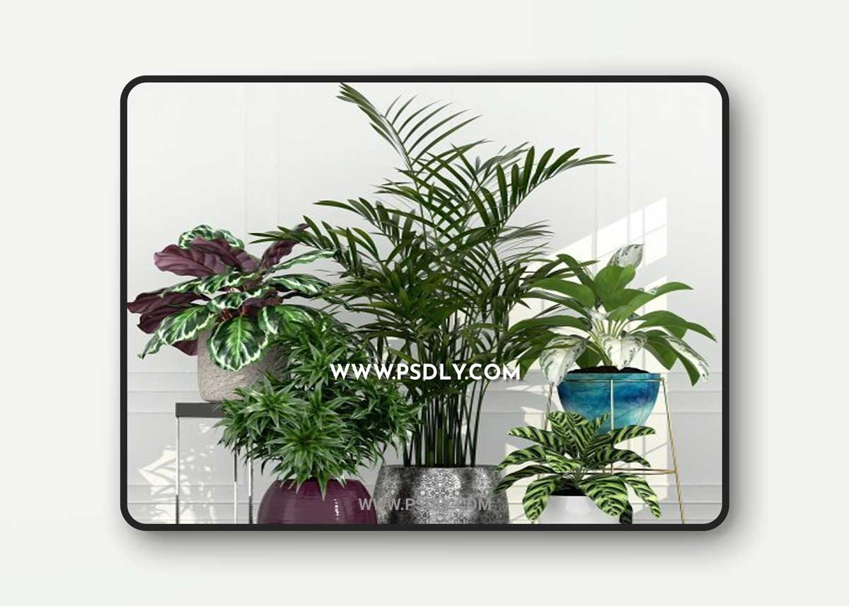 Plants Collection 155 3D Model
