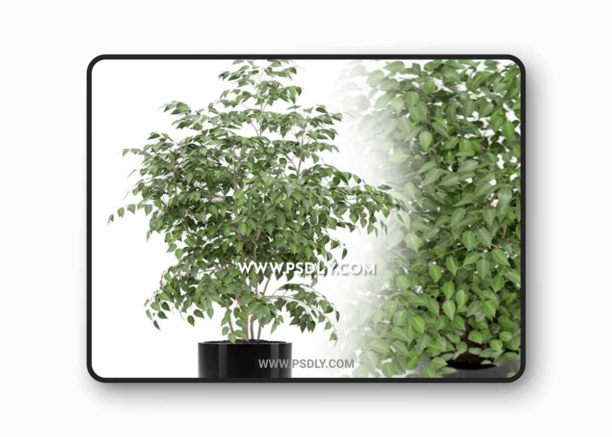 Plants collection 153 3D Model