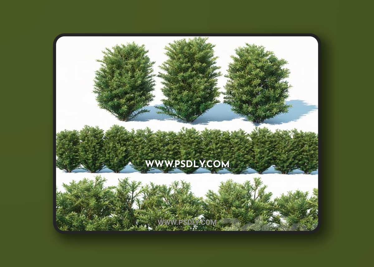 Taxus Baccata # 7. 70cm hedge 3D Model