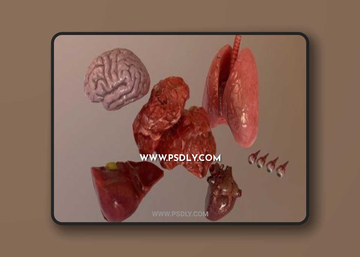 Unreal Engine – Internal Organs Collection