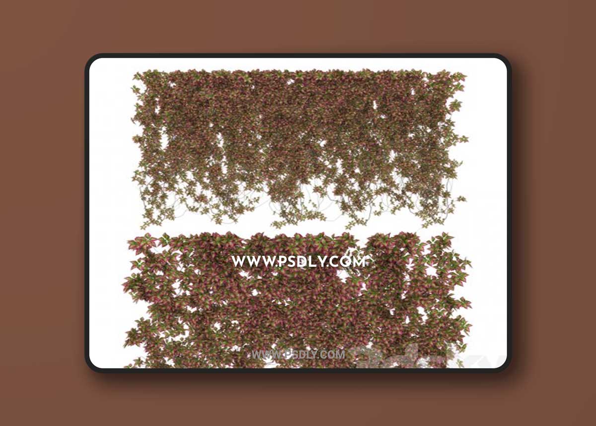 Wall of wild grapes leaves v3 3D Model