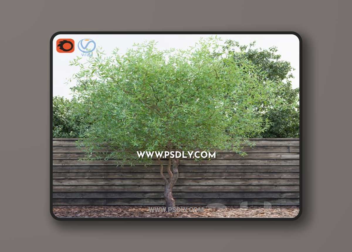 Willow Matsudana Tortuoza 3D Model