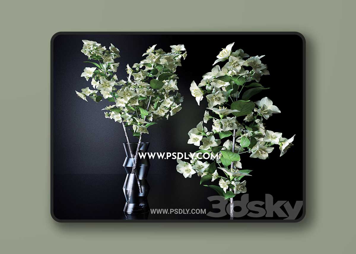 A branch of jasmine 3D Model