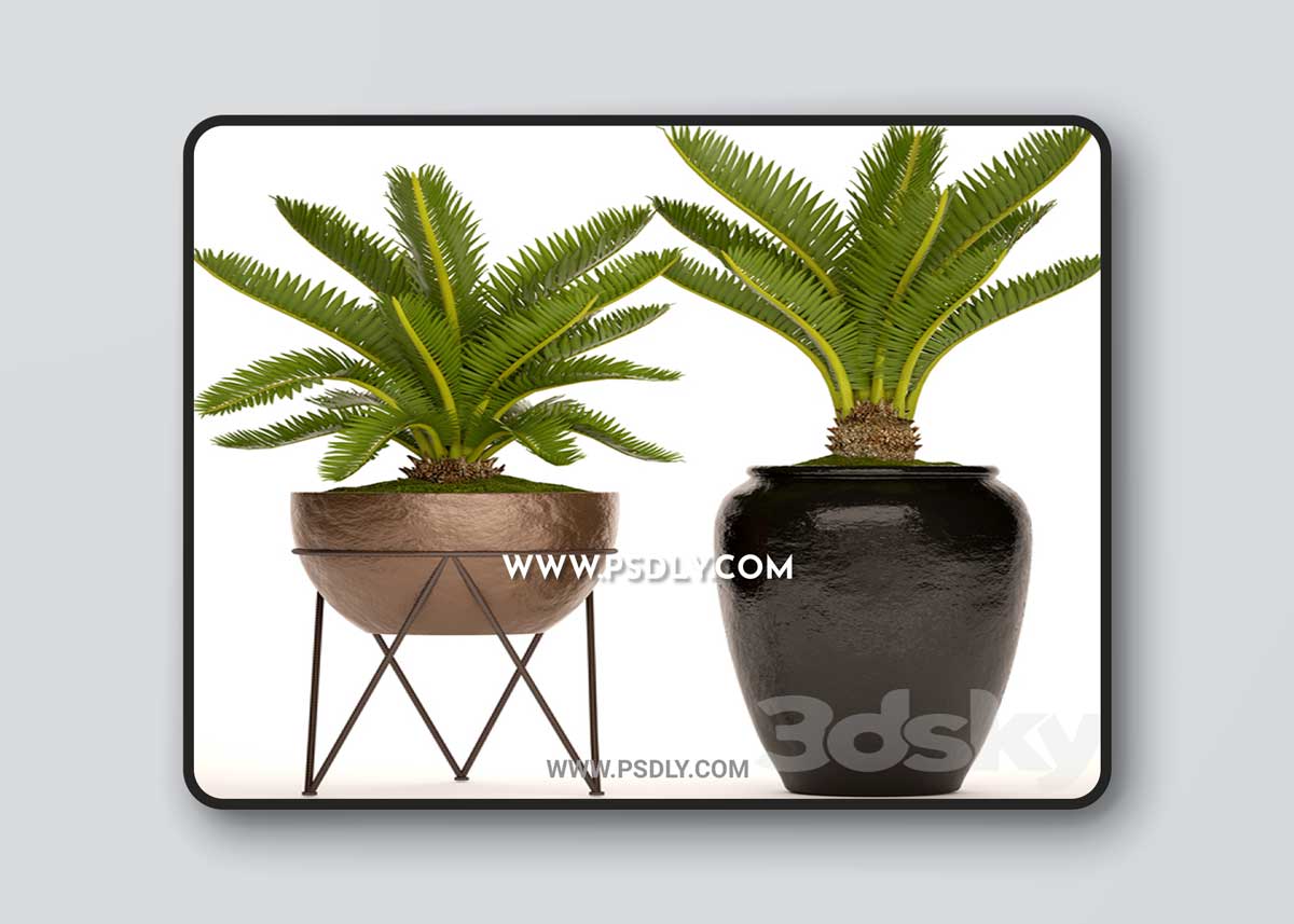 A collection of plants in pots. 54 Cycas 3D Model
