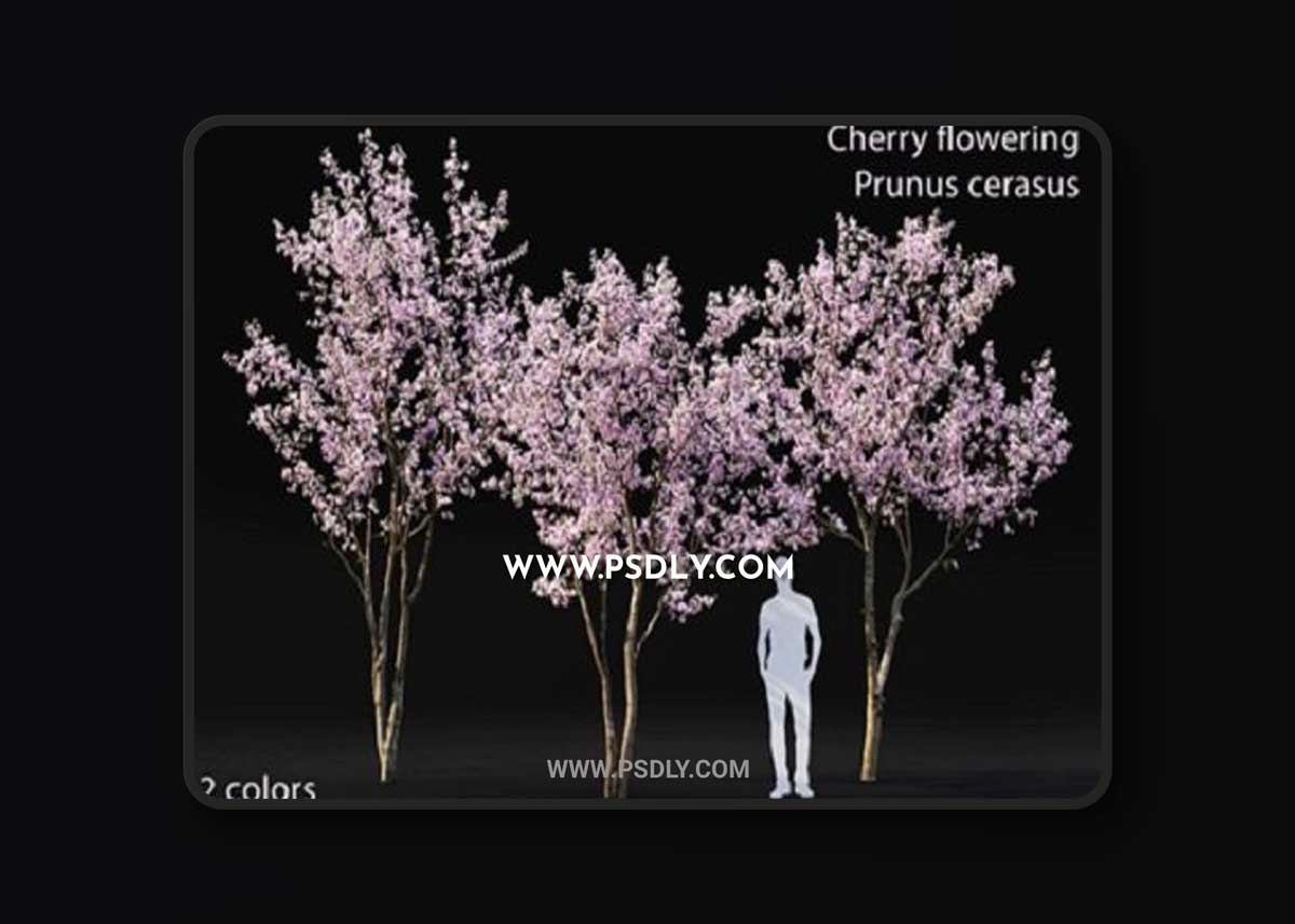 Prunus cerasus Cherry flowering 3 3D Model