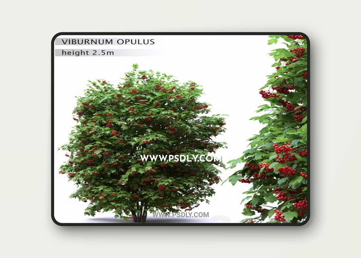 Red Wild Red Viburnum 3D Model