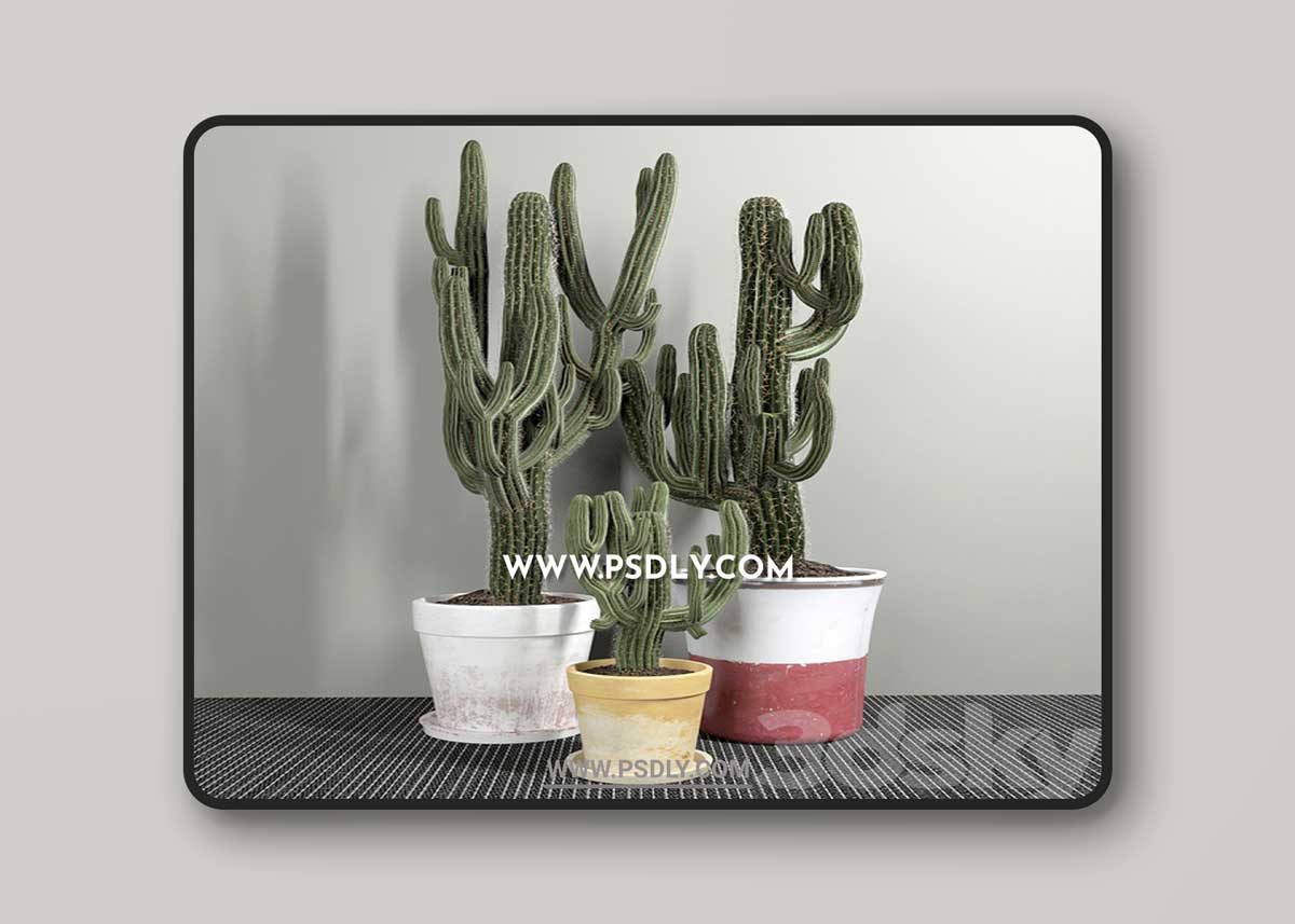 Set of Three Cactuses Carnegiea 3D Model