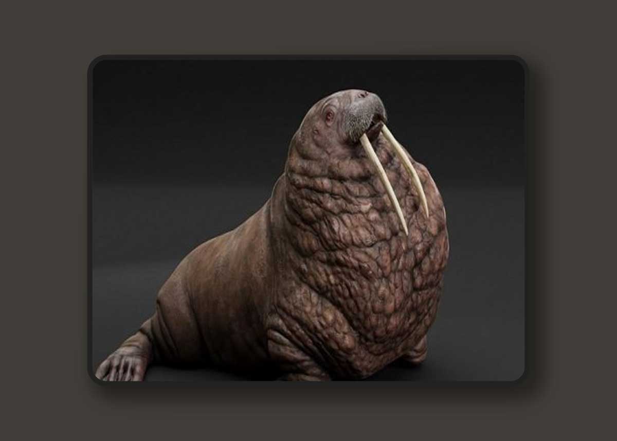 Pacific Walrus 3D Model