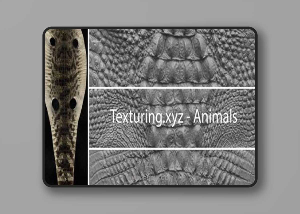 Texturing.xyz - Animals 3D Model