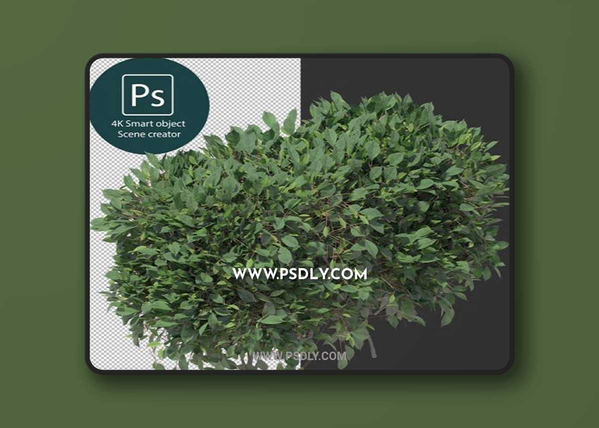 3d rendering various types of bush and hedges 02